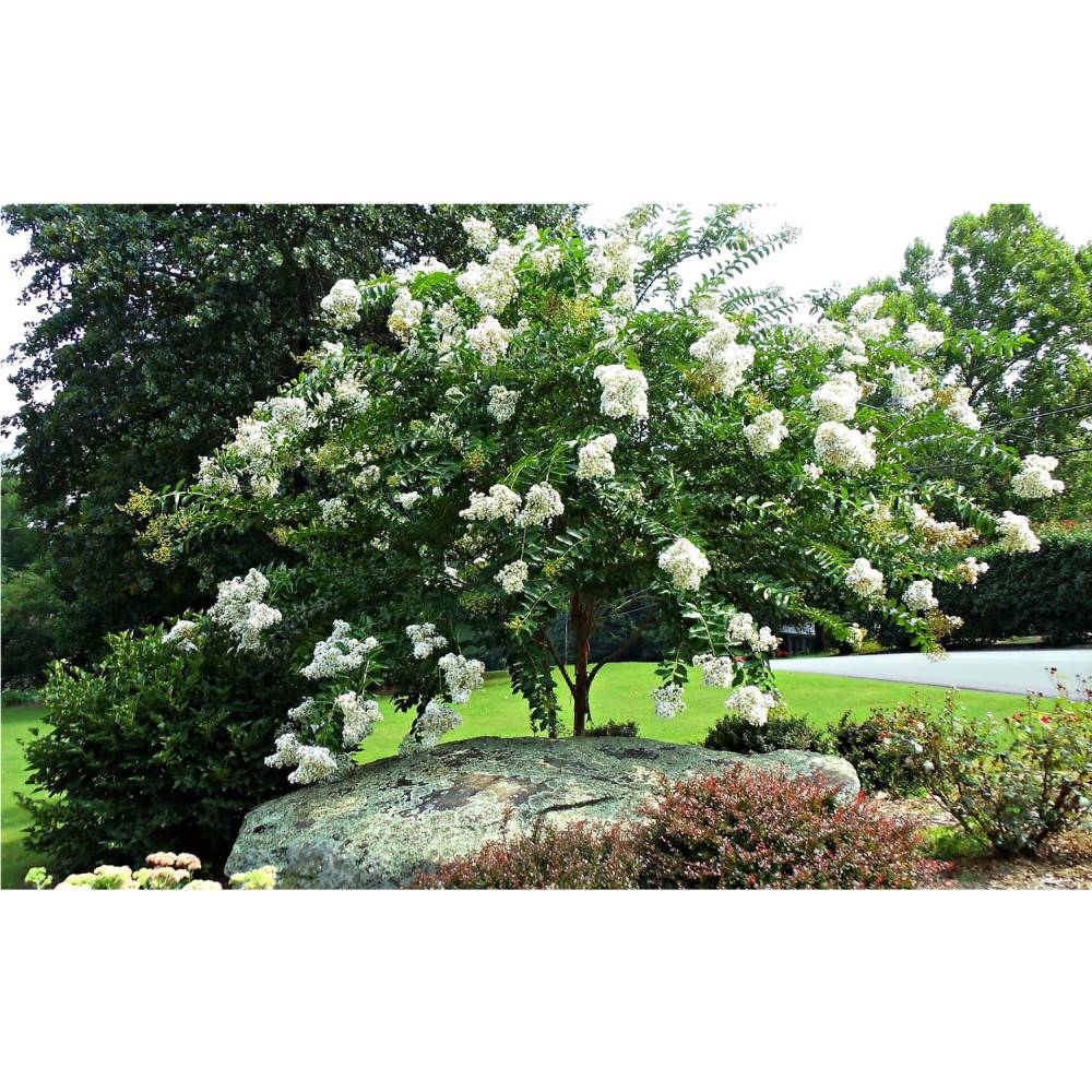 Natchez Crape Myrtle