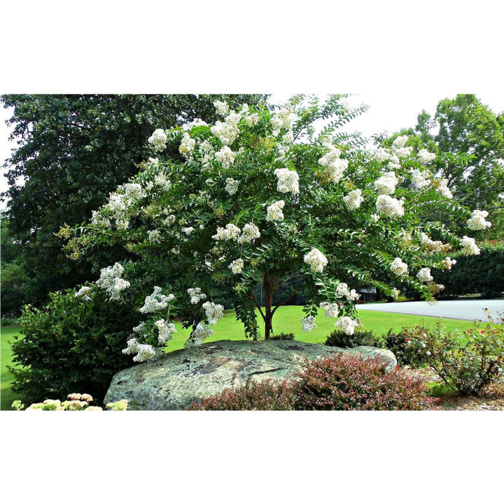 Natchez Crape Myrtle