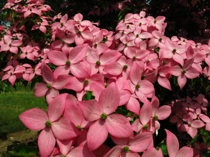 Scarlet fire dogwood rutpink