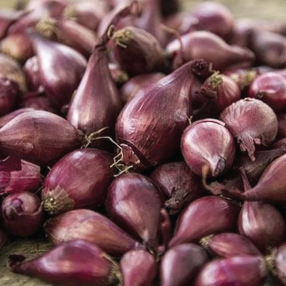 Onion Sets  'Karmen Red'