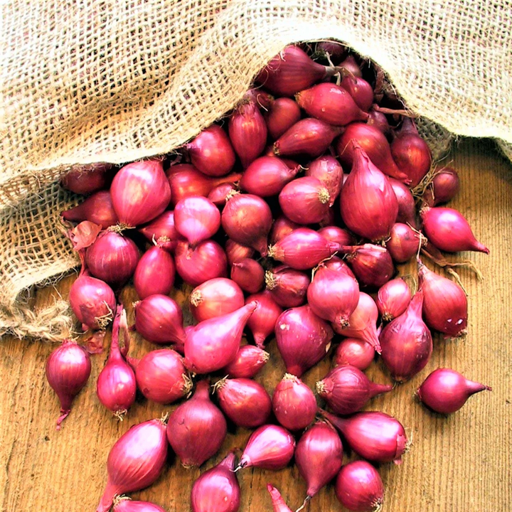 Onion Sets  'Karmen Red'