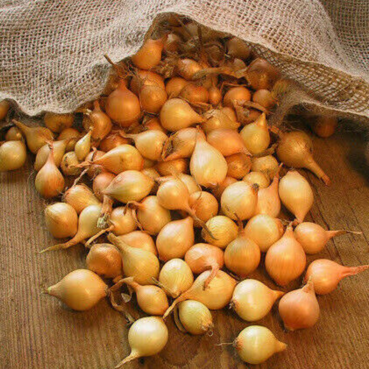 Onion Sets 'Stuttgarter Yellow'