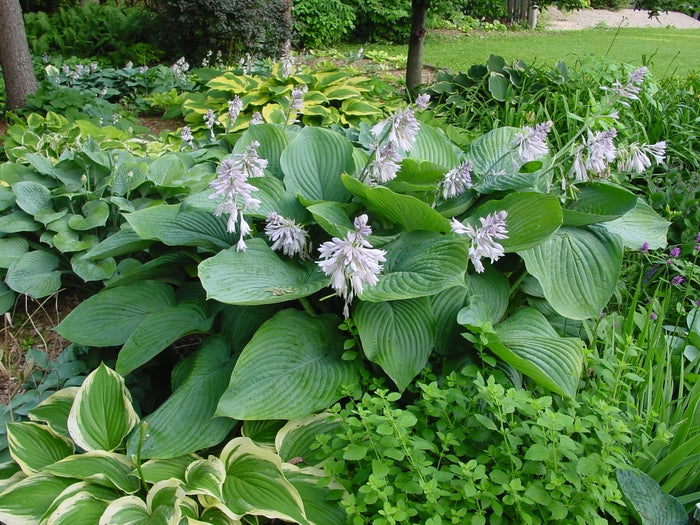 Empress Wu Hosta in Bloom