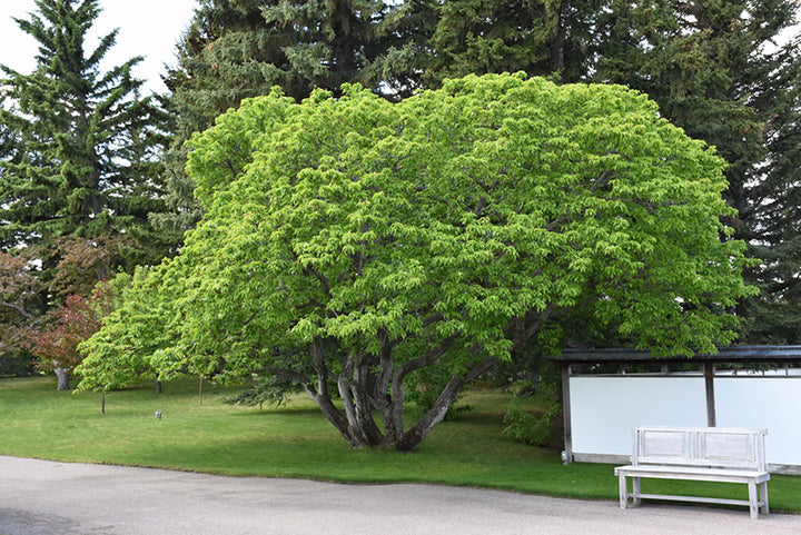 Flame Amur Maple