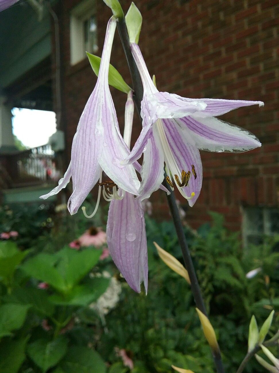 Curly fries Hosta flowers