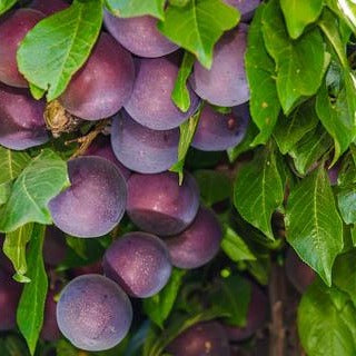 'Santa Rosa' Plum