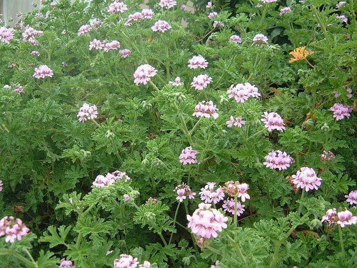Citronella Geranium - Pelargonium graveolens