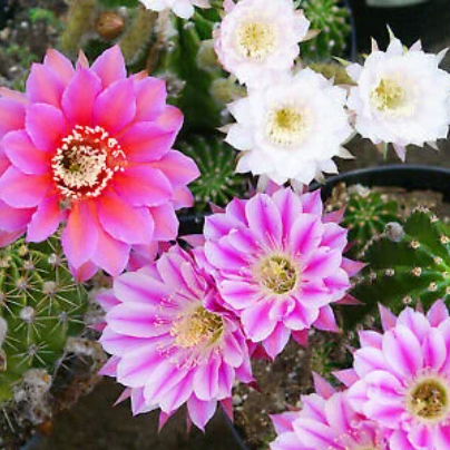 Echinobivia Rainbow Burst Cactus Flowering