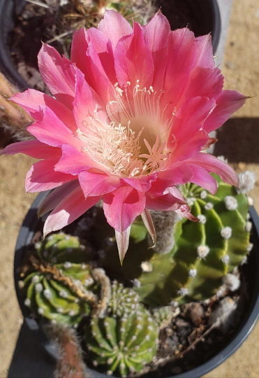 Echinobivia Rainbow Burst Cactus Blooming