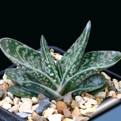 Gasteria Bicolor var. Liliputana
