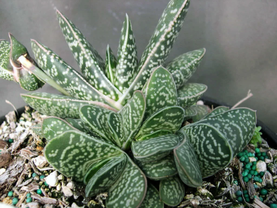 Gasteria Bicolor var. Liliputana