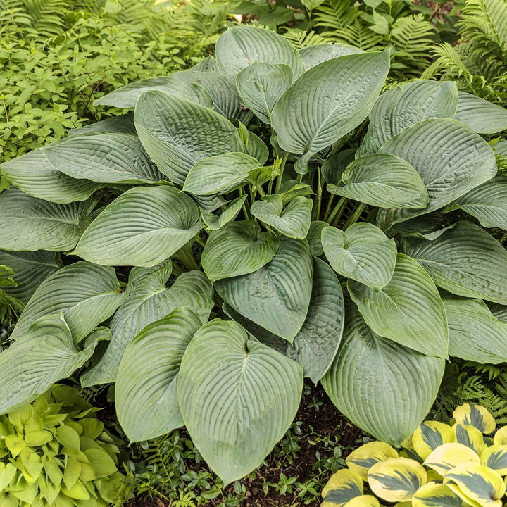 Empress Wu Hosta