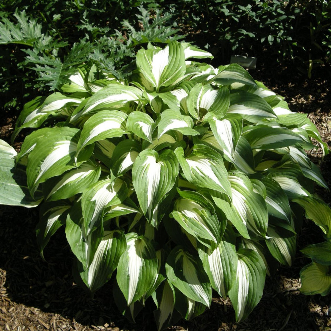Night Before Christmas Hosta