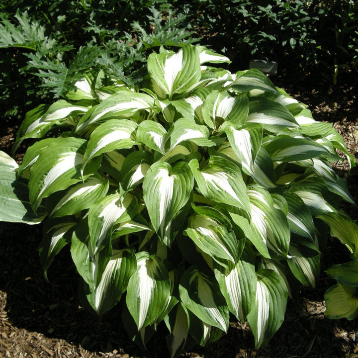 Night Before Christmas Hosta