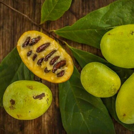 Paw Paw Tree