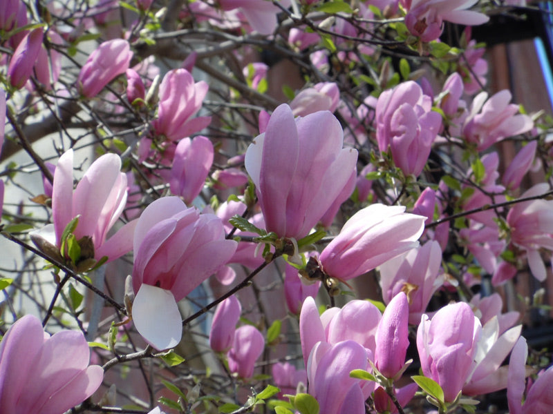 Magnolia x ‘Jane’