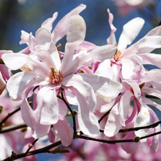 Leonard Messel Magnolia
