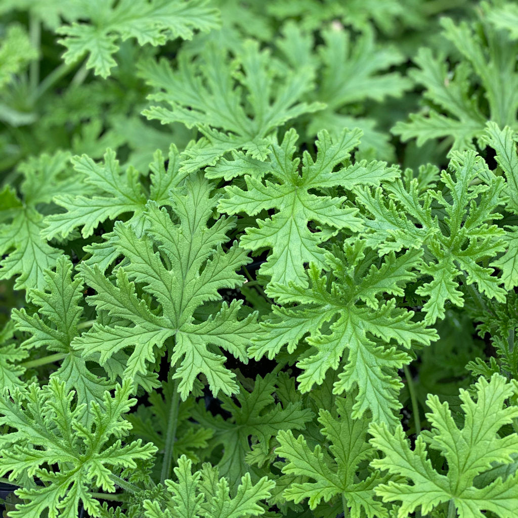 Citronella Geranium - Pelargonium graveolens