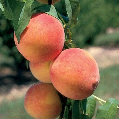 'Red Haven' Peach