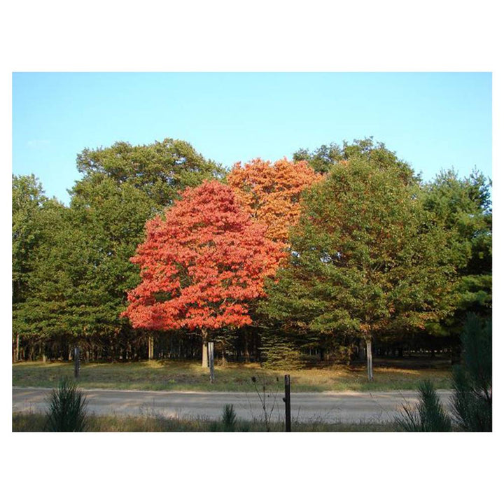 Sassafras Tree