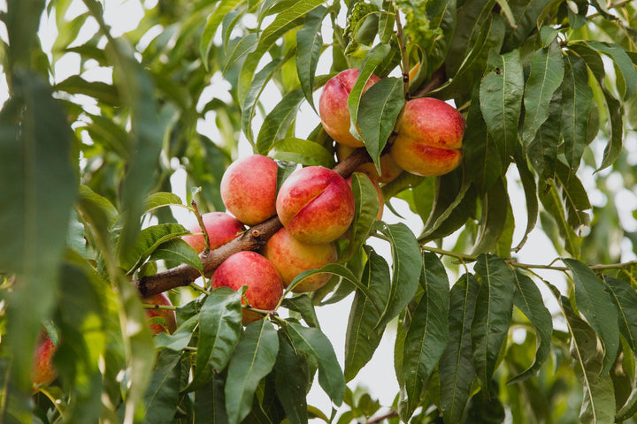 Nectarine Tree 'Karla Rose'