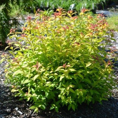 Gold Flame Spirea Bush