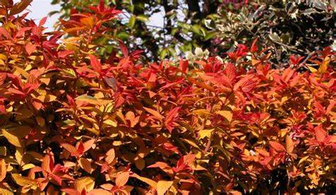 Gold Flame Spirea Autumn